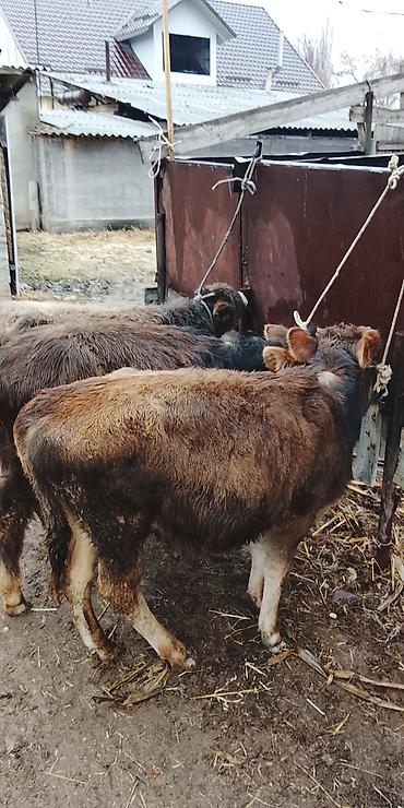 Коровы, быки: Продаю | Музоо, торпок | Полукровка | На откорм | Привязанные — 6