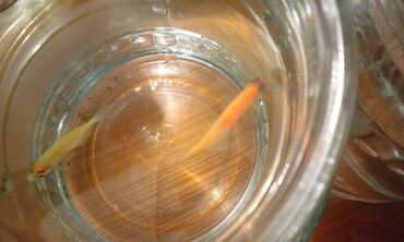 Akvariumlar: Salam! 1 şəkil -Akvarium - 35 manata 40 idi 2 şəkil -filtr - 16 -da lalafo.az — 7 Akvariumlar: Salam! 1 şəkil -Akvarium - 35 manata 40 idi 2 şəkil -filtr - 16 — 7