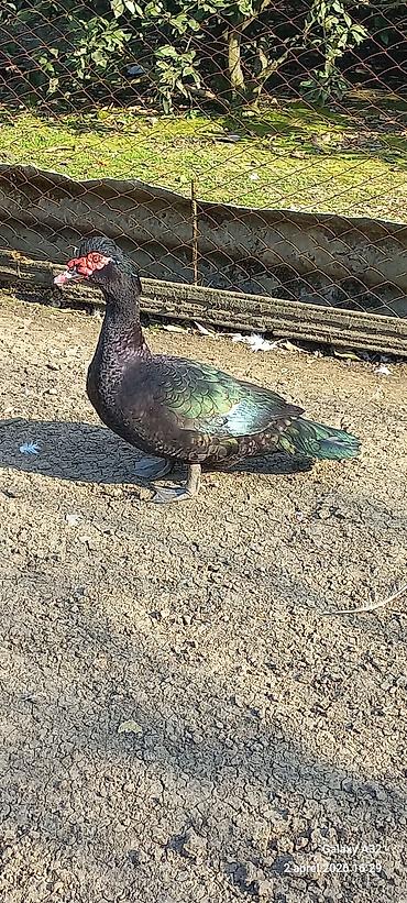 Ördəklər: Erkək, | Lal ördək, Ətlik — 5