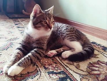 лисы: Кошка даром: Беспородная, 4 года, Мальчик — 1