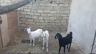 3 baş keçi - Növ: yerli süd və ət istiqamətli keçilər - Rənglər: 2