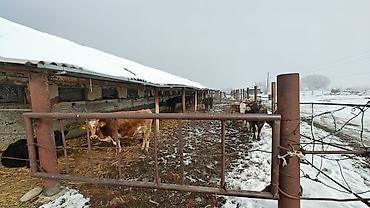 Скотники: Требуется Скотник, Оплата: Ежемесячно — 9