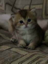 Pişiklər: Britan -da lalafo.az — 12 Pişiklər: Britan — 12