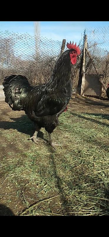 Куры, петухи: Продаю | Куры | Для разведения — 5