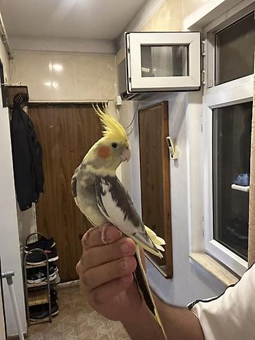 qus adlari: (Korella Tuttu quşu Satılır barterdə olunur 2-3 aylıx bala erkəy — 1
