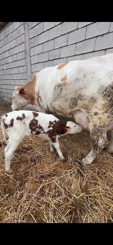 Inəklər, öküzlər: Satılır: inək buzovu ilə birlikdə - Cins tipi: Simental tipli — 12