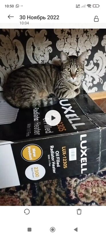 İnformatika: Dişi