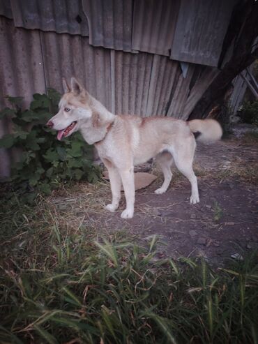 itlər ucuz: Xaski, 5 ay, Dişi