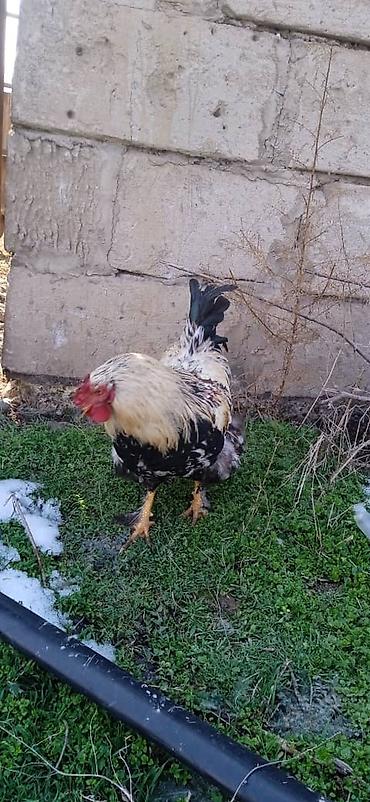 Куры, петухи: Продаю | Петух | Домашняя | На забой — 5