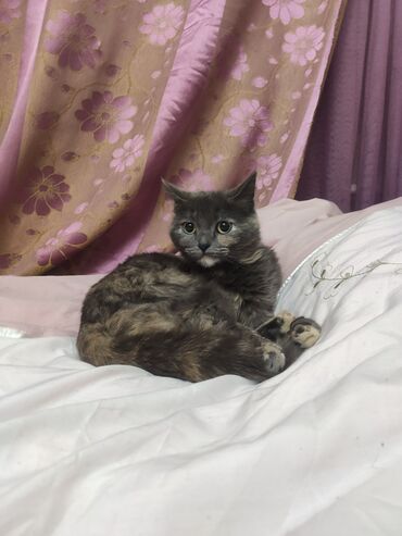 сиамская кошка: Отдам кошку в хорошие руки, зовут Пепельница, стирилизованная, 2 года