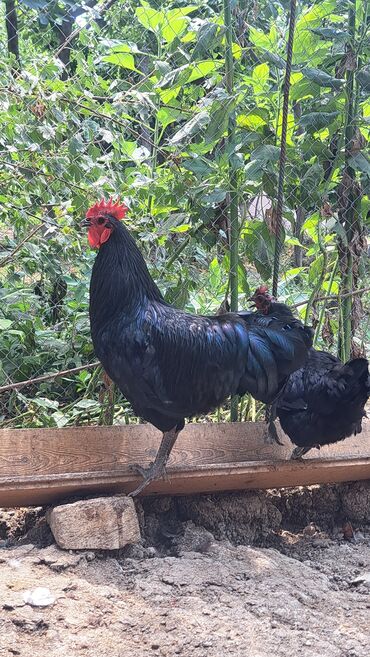 Toyuqlar: Toyuq, Australorp, Damazlıq, Pulsuz çatdırılma — 2