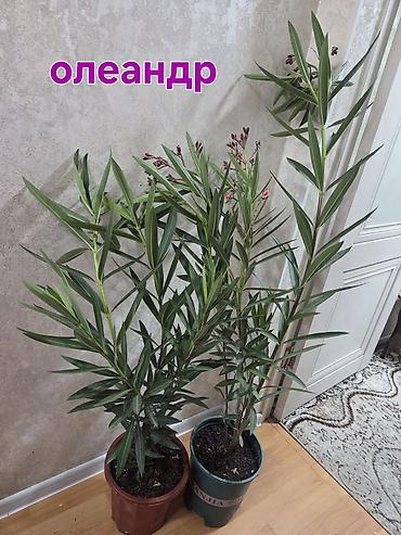 кашпо для орхидей: Олеандр в горшке (Nerium oleander) - Крупное комнатное/балконное — 2