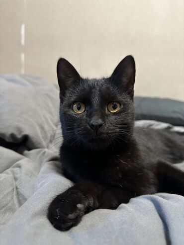 чёрный кот: Отдам кота, брали его себе на передержку в зимний период . Блестящая