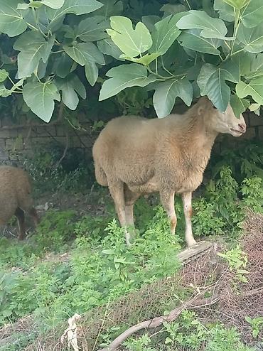 hind quşu cucesi: Beylagan qoyunu təmiz tumluq erkəydi — 2