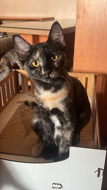 Отдам даром кошку: Кошка даром: Беспородная, 1 год, Мальчик, Кастрирована, Приучена к лотку, Проглистована — 10