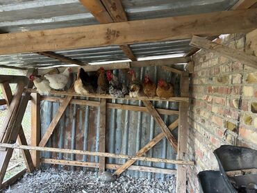 муравиная ферма: Продаю кур и 🐓 
цена договорная