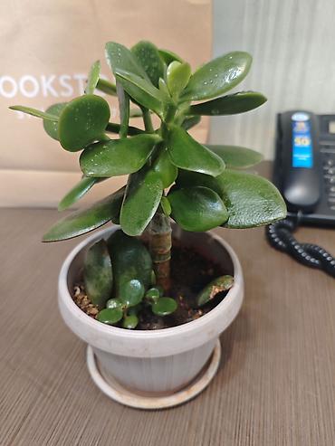 денежный цветок: Толстянка (денежное дерево) в горшке - Вид: Crassula ovata — 1