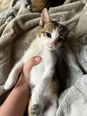 котятя: 🐱 Отдам котят в добрые руки! Ищем любящих и ответственных хозяев для — 4