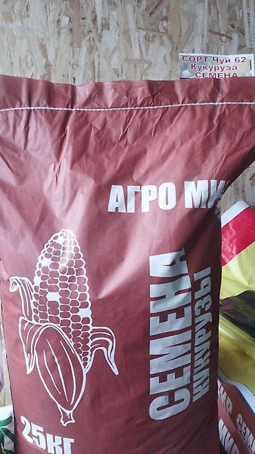 Кукуруза: ЭЛИТА жугору урондор местный Ала Тоо, Манас, Чуй 62 ж.б. гибрид жугору — 16