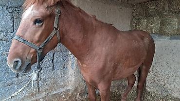 Продаю | Кобыла (самка) | На забой at lalafo.kg Продаю | Кобыла (самка) | На забой