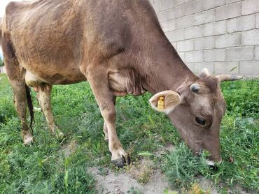 айрширская порода коров цена: Продаю | Корова (самка) | Для разведения, Для молока | Стельные