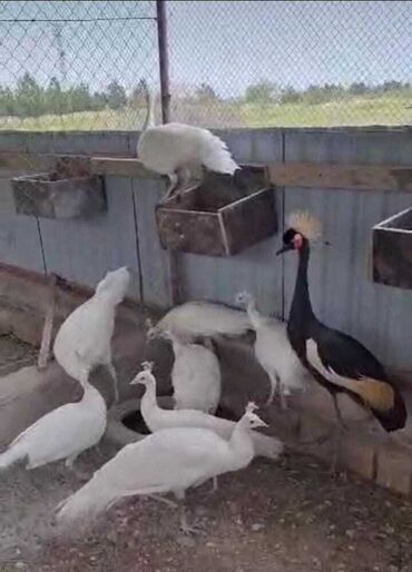 ağ dovşan: Ağ tovuz quşları və Afrika taclı durnası daxil olmaqla, müxtəlif növ