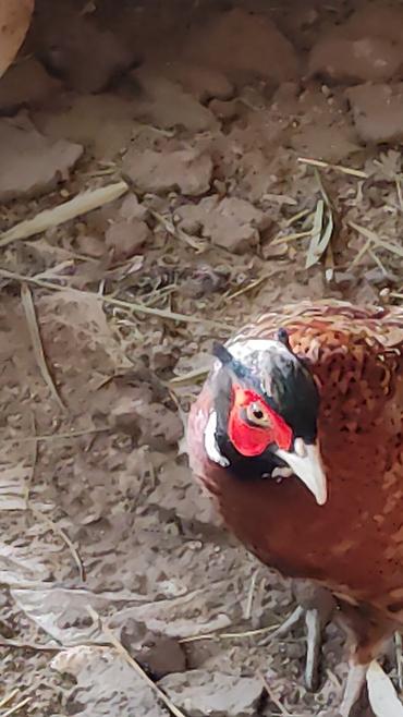 Другие с/х животные: Птицы для приусадебного хозяйства. - Утка с насыщенным тёмно‑зеленым — 3