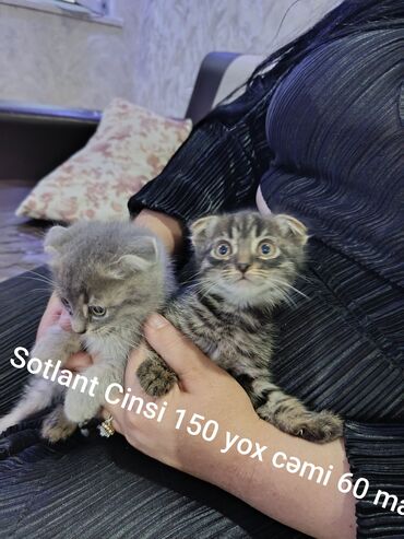 it itib: Akita-inu, 1 ay, Dişi, Ünvandan götürmə