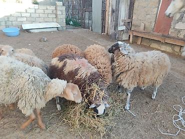 Quzu: Erkey qoyunlar 8 eded hamsi erkeydi — 5