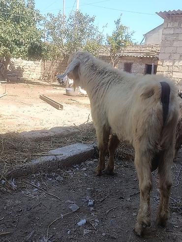 çəpişlər: Salam Damazlıq Hələb 1 il 8 aylığ — 4