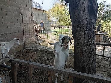 Козы, козлы: Продаю | Коза (самка) | Для молока | Племенные — 18