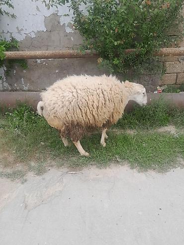 Mal-qara: Qoyun – yerli cins - Ağ rəngli, qalın və sıx yun örtüklü - Orta — 1