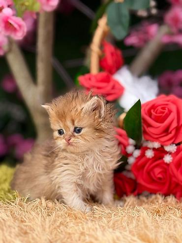 Pişiklər: Fars — 9