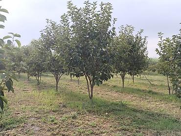 mingecevirde torpaq satisi: 350 sot, Kənd təsərrüfatı, Mülkiyyətçi, Kupça (Çıxarış) — 4