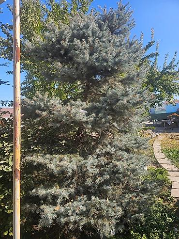 🌲 Продаётся голубая ель — 3–3,5 м! Красивая взрослая ель с пышной