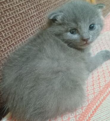 кошка британский: Британская короткошёрстная, 1 месяц, Мальчик, Голубой