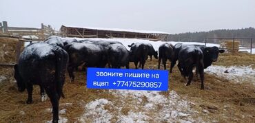 бычки герефорд купить: Продаю | Корова (самка), Бык (самец) | Ангус, Герефорд, Голштин | Для молока