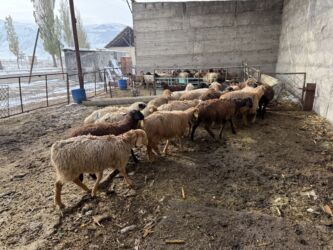 домики для котят: Сатам | Кочкор (эркек), Козу, Ургаачы кой (ургаачы) | Гиссар, Долан, Романовская | Көбөйтүү үчүн, Жүн үчүн, Союуга | Асыл тукумдуу, Козулаган, Бычылган