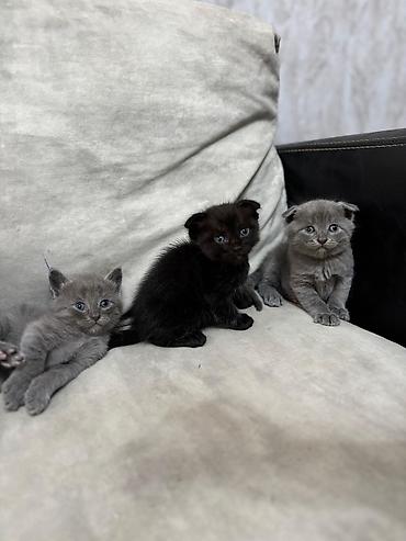 Pişiklər: Britan — 7