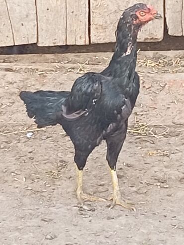 Inəklər, öküzlər: Salam gördüyünüz fere satılır birlikdir.cinsi birazildi.tam sağlam