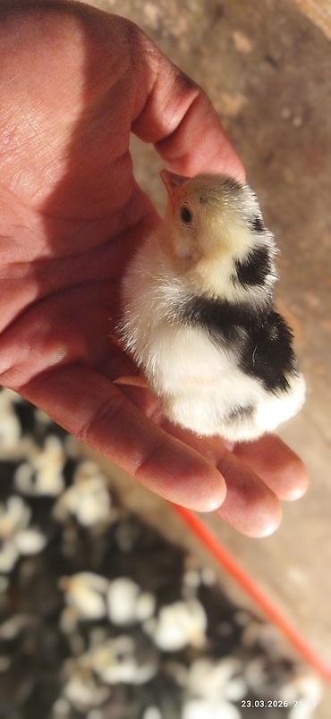 hamster satisi: Toyuq cücələri, Damazlıq, Ödənişli çatdırılma — 1
