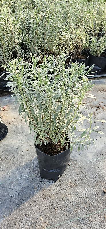 agac ciyələyi: Lavanda 
hazır qablarda.
çox illik bitkidir. 
Ünvan: Maştağa — 5