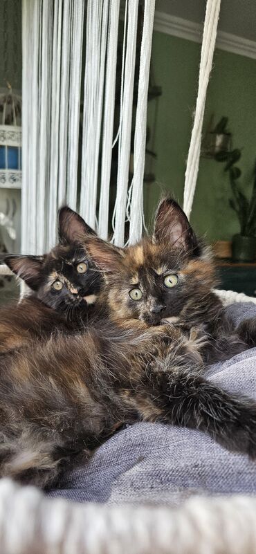 anatomski krevet za pse: Maine coon black tortie zensko mace dostupno. Roditelji u vlasnistvu