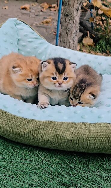 купить кошку вислоухий: Предлагаем для бронирования чистопородных малышей. Scottish fold