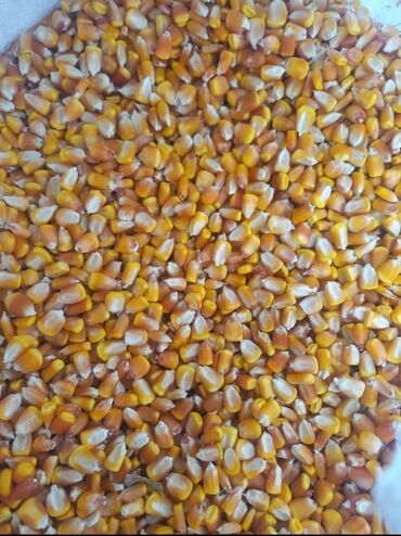 продаю кукуруз: Кукуруза Мешокто тигилген 15 тонна бар сорт Пионер