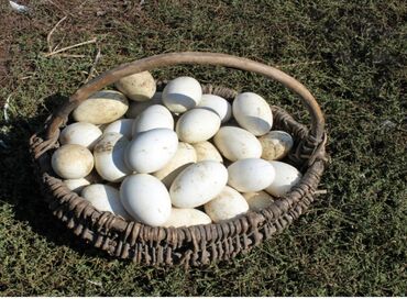 животные для дома: Продаю гусинные яйца по 100с крупные хорошие домашние можно для