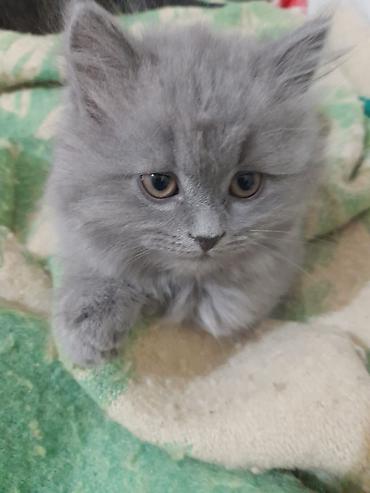 Кошки: Самец, В добрые руки, Самовывоз — 2