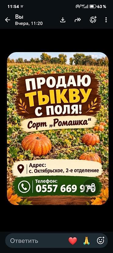цена кукуруза: Тыква с поля, сорт «Ромашка». - Описание: крупноплодная столовая — 1
