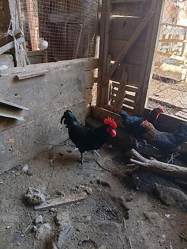 yerli xoruzlar: Xoruz, il: >5 Ünvandan götürmə — 3