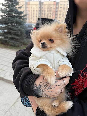 Продажа собак: Шпиц, 7 месяцев, Самка, С прививкой — 22